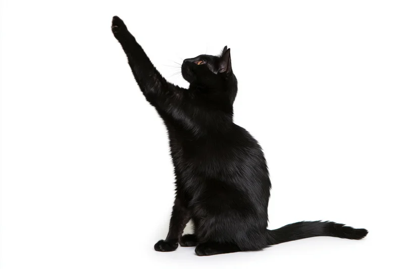 Black domestic shorthair cat sitting upright with one front paw raised in a reaching gesture against white background