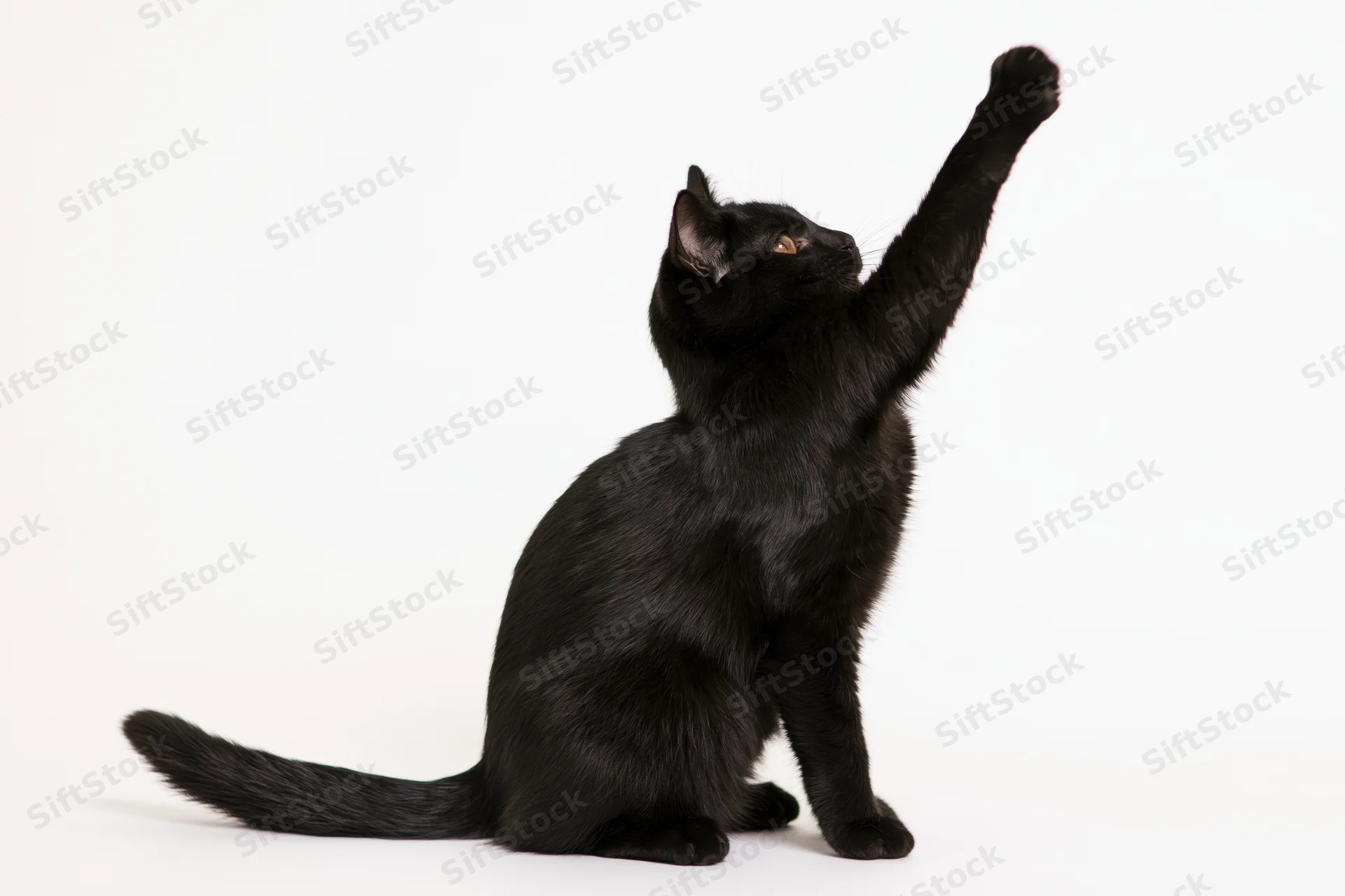 Black domestic shorthair cat sitting upright with one front paw raised in a reaching gesture against a white background