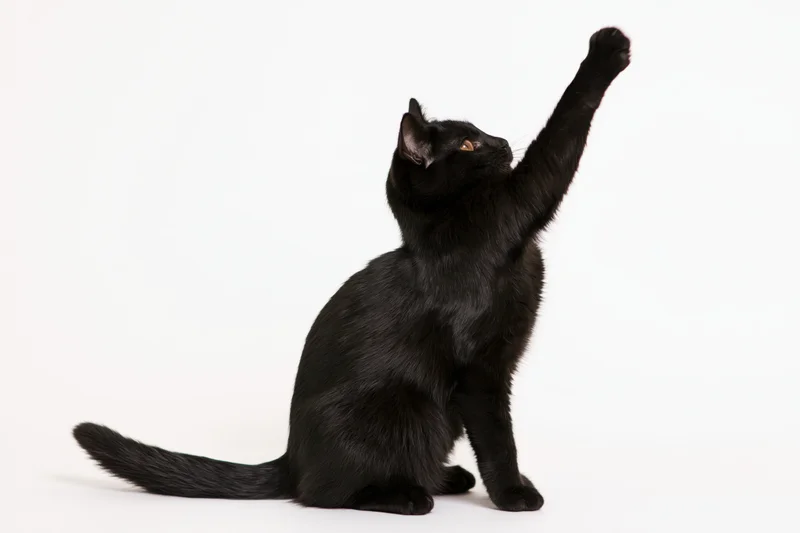 Black domestic shorthair cat sitting upright with one front paw raised in a reaching gesture against a white background