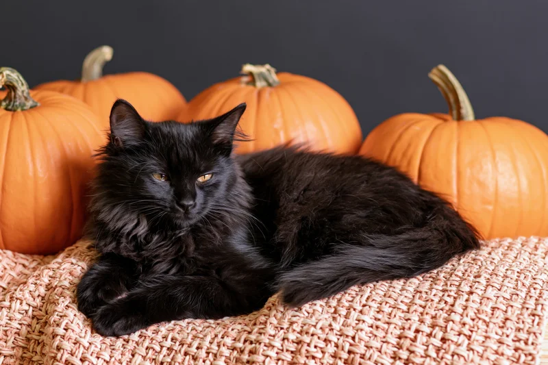 Black fluffy cat resting on woven blanket with pumpkins behind