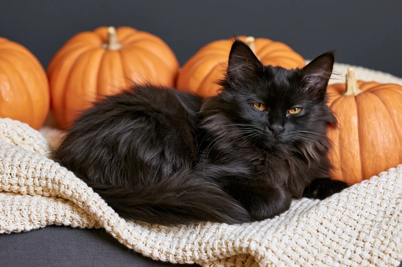 Black fluffy cat lying on a cream woven blanket surrounded by orange pumpkins