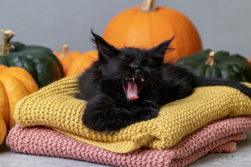 Black kitten mid-yawn lying on folded knitted blankets surrounded by pumpkins