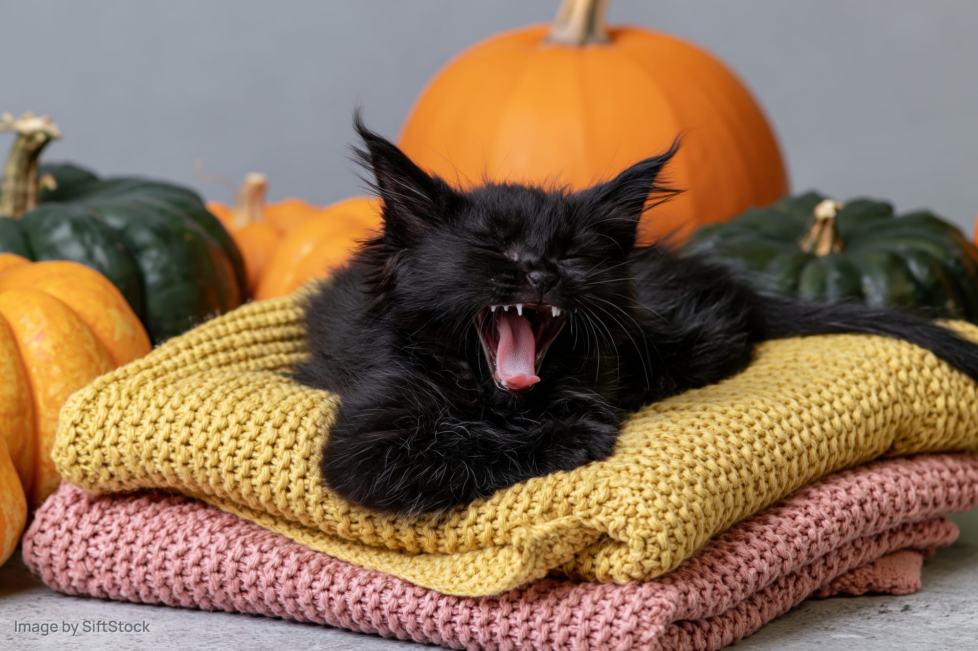 Black kitten mid-yawn lying on folded knitted blankets surrounded by pumpkins