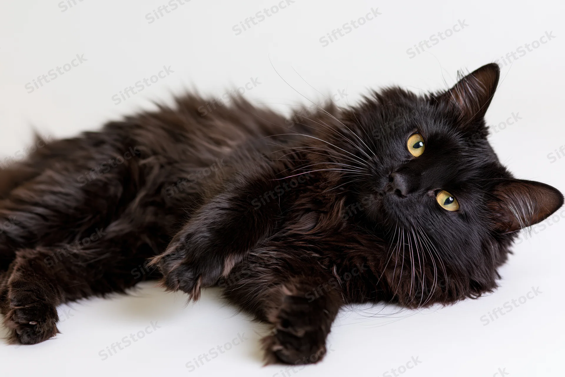 Black longhaired cat lying on its side looking directly at camera on white background