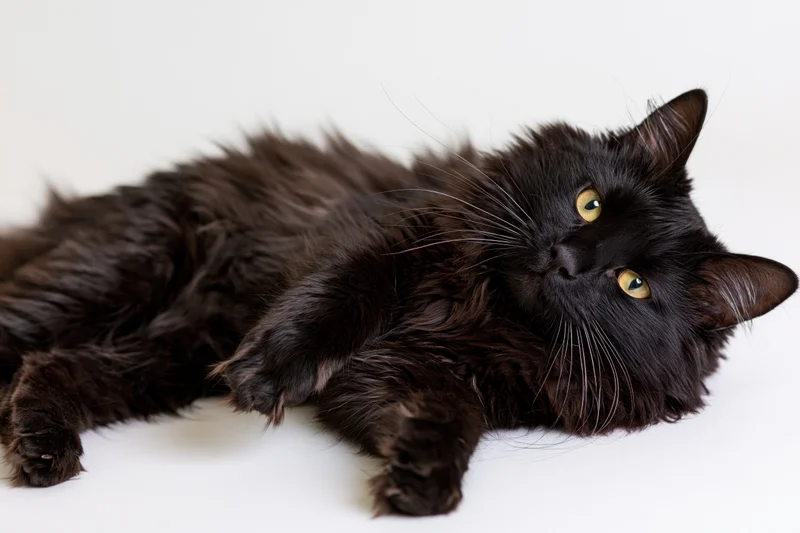 Black longhaired cat lying on its side looking directly at camera on white background