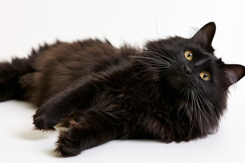 Black longhaired cat lying on its side looking directly at camera on white background