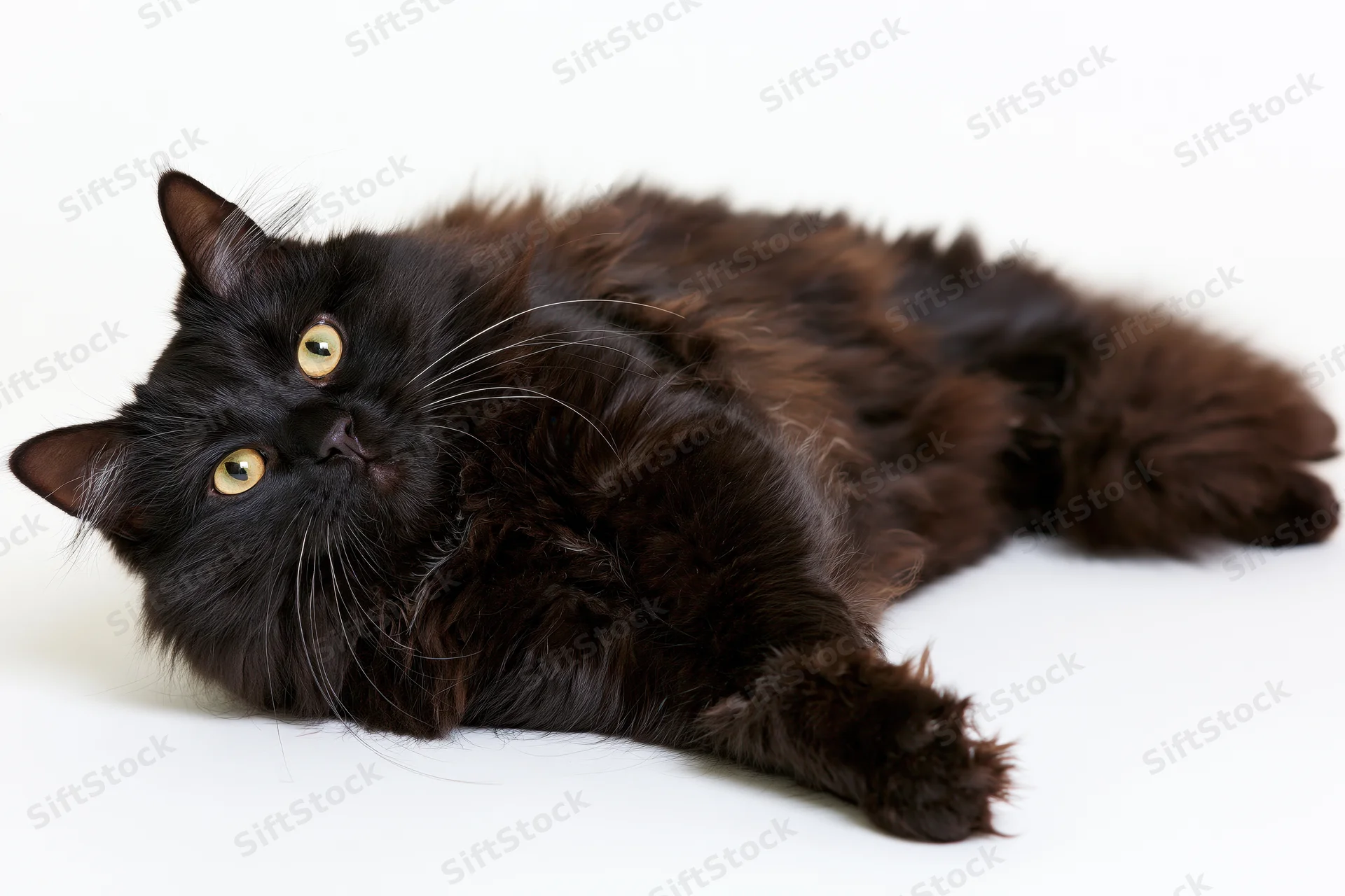 Black longhaired cat lying on its side looking directly at camera on white background