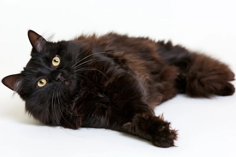 Black longhaired cat lying on its side looking directly at camera on white background