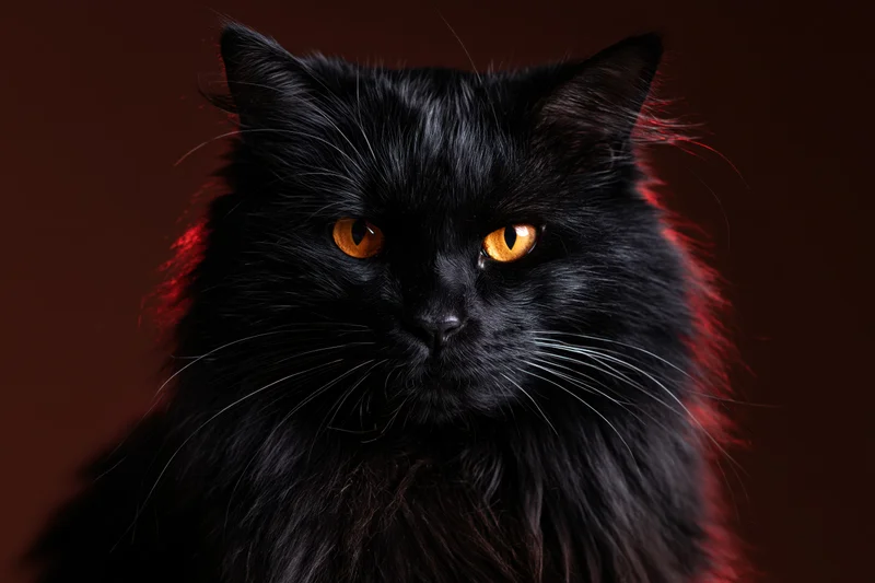 Black longhaired cat with intense orange eyes staring directly at camera in studio portrait
