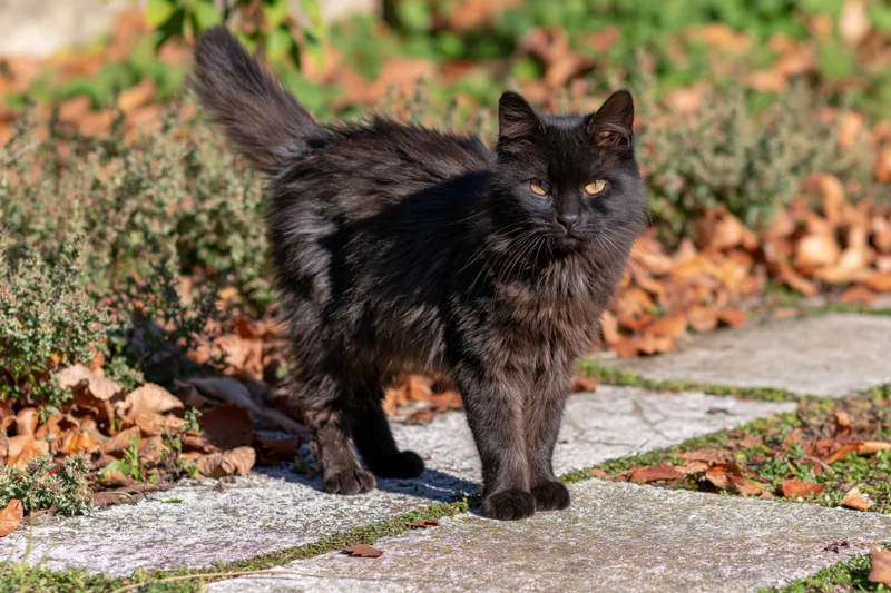 Black stray cat walking alert on weathered stone path in garden with autumn leaves and green foliage