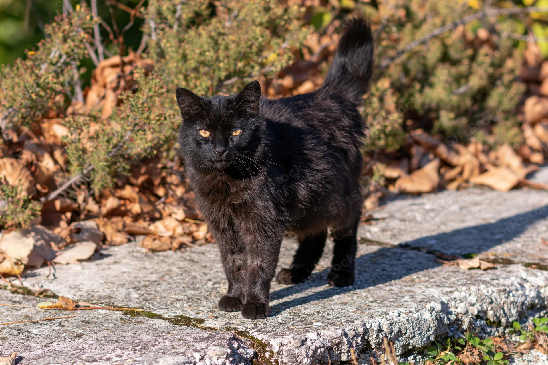 Black stray cat standing alert on weathered concrete surface outdoors