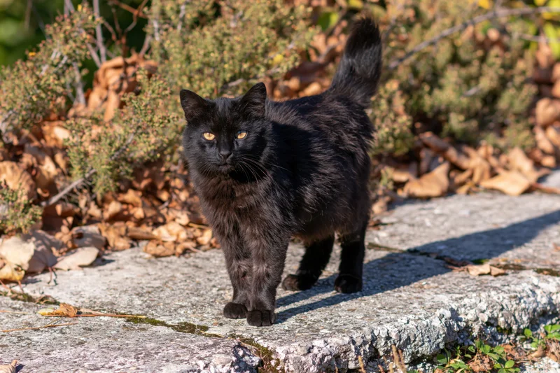 Black stray cat standing alert on weathered concrete surface outdoors