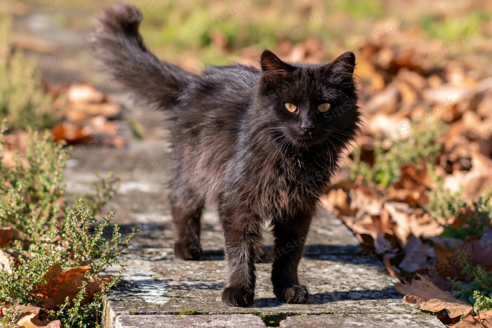 Black stray cat standing alert on weathered concrete path surrounded by autumn leaves and green foliage