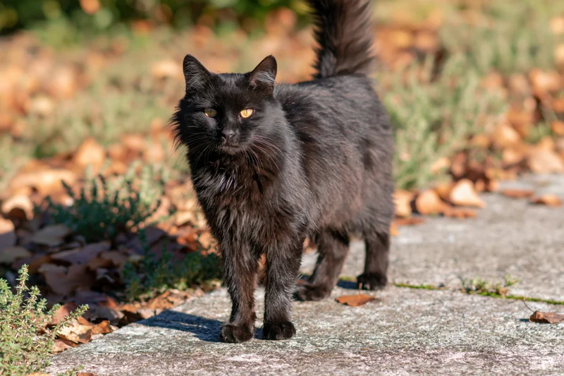 Black stray cat standing alert on weathered concrete surface in garden with autumn leaves