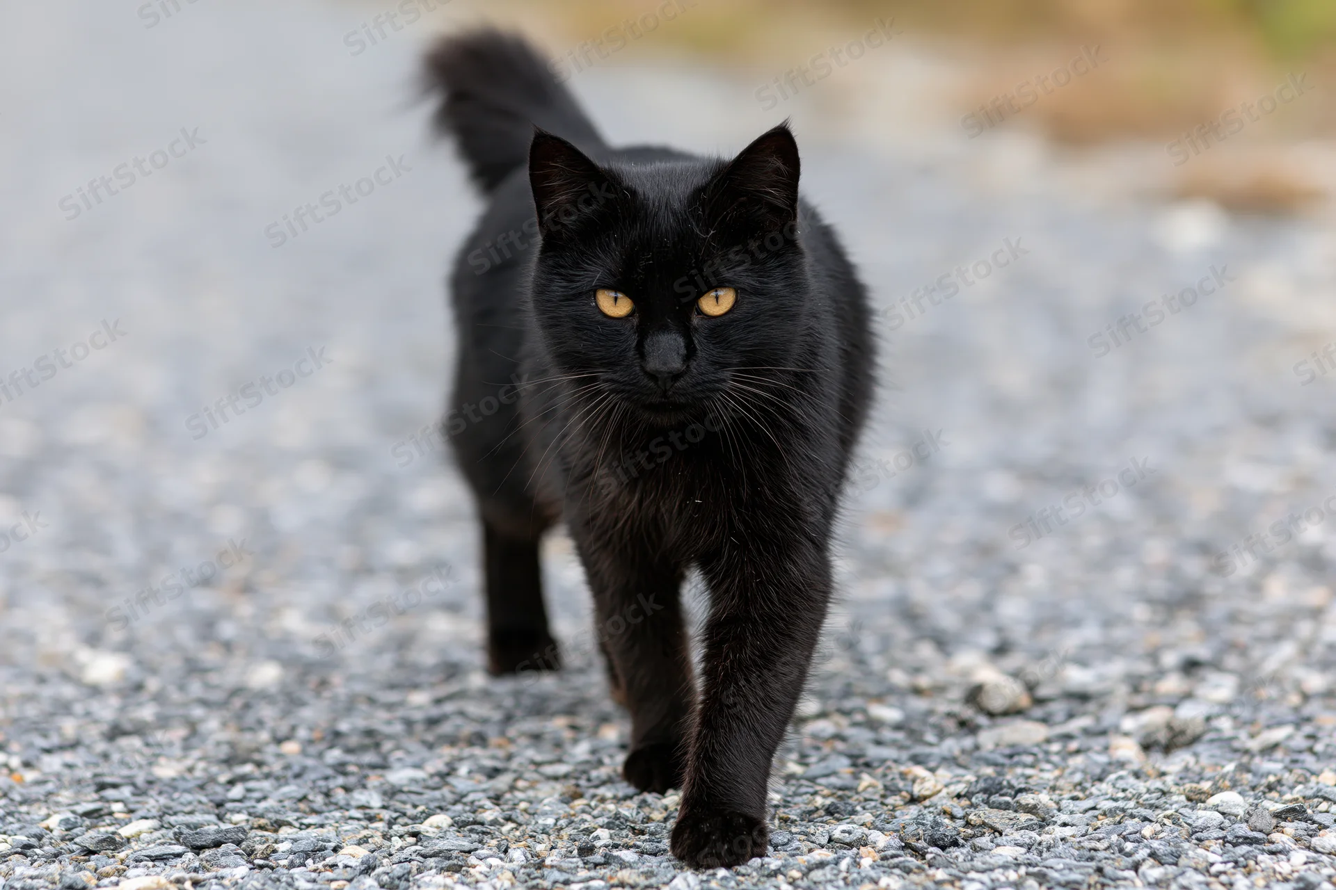 Black cat walking on gravel path outdoors