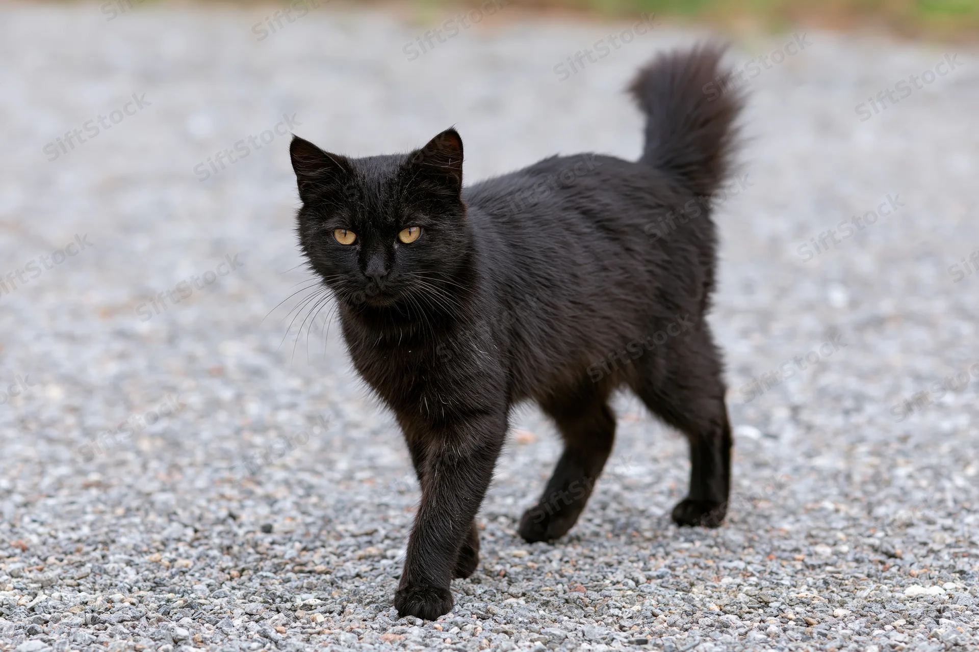 Black stray cat walking across gravel surface with alert yellow eyes