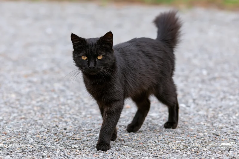 Black stray cat walking across gravel surface with alert yellow eyes