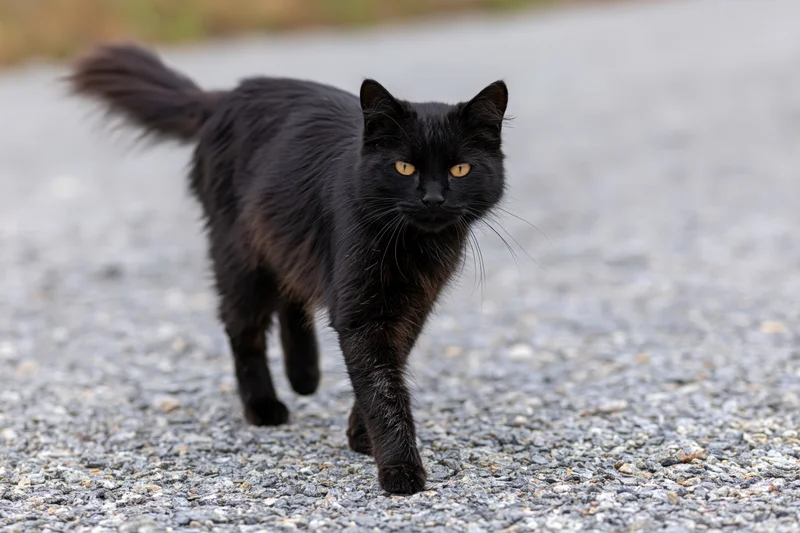 Black cat walking across gravel surface outdoors