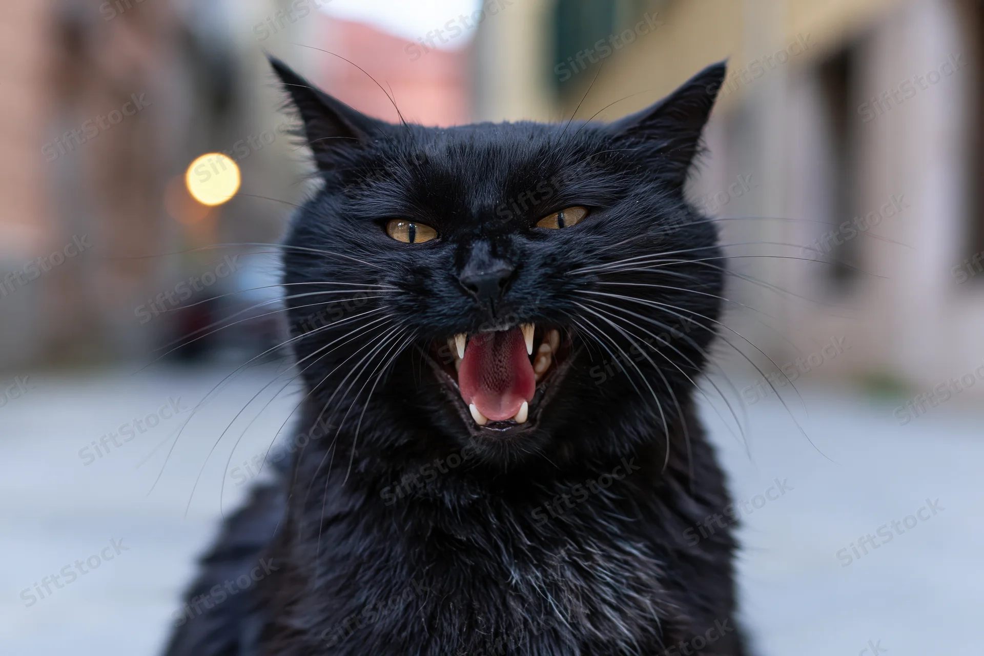 Black cat hissing with mouth wide open on city street
