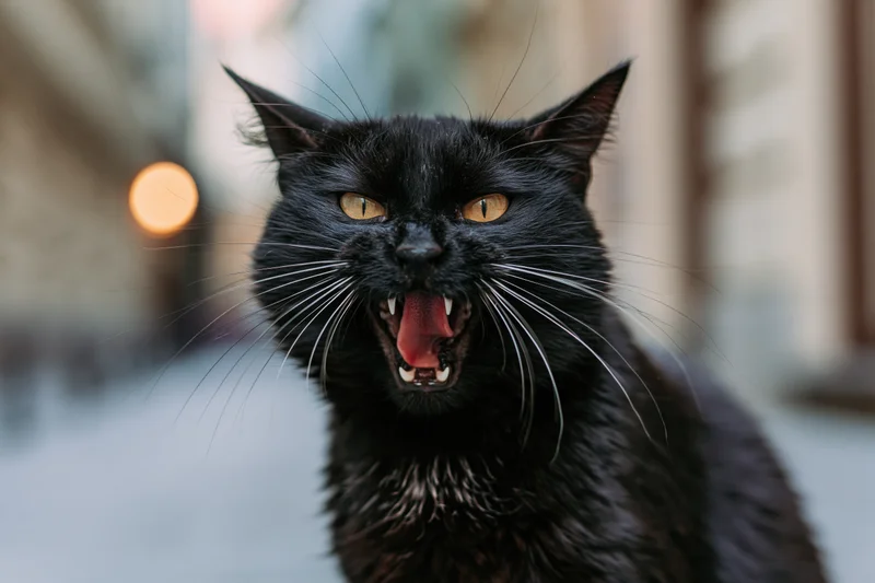 Black cat hissing with mouth wide open on city street