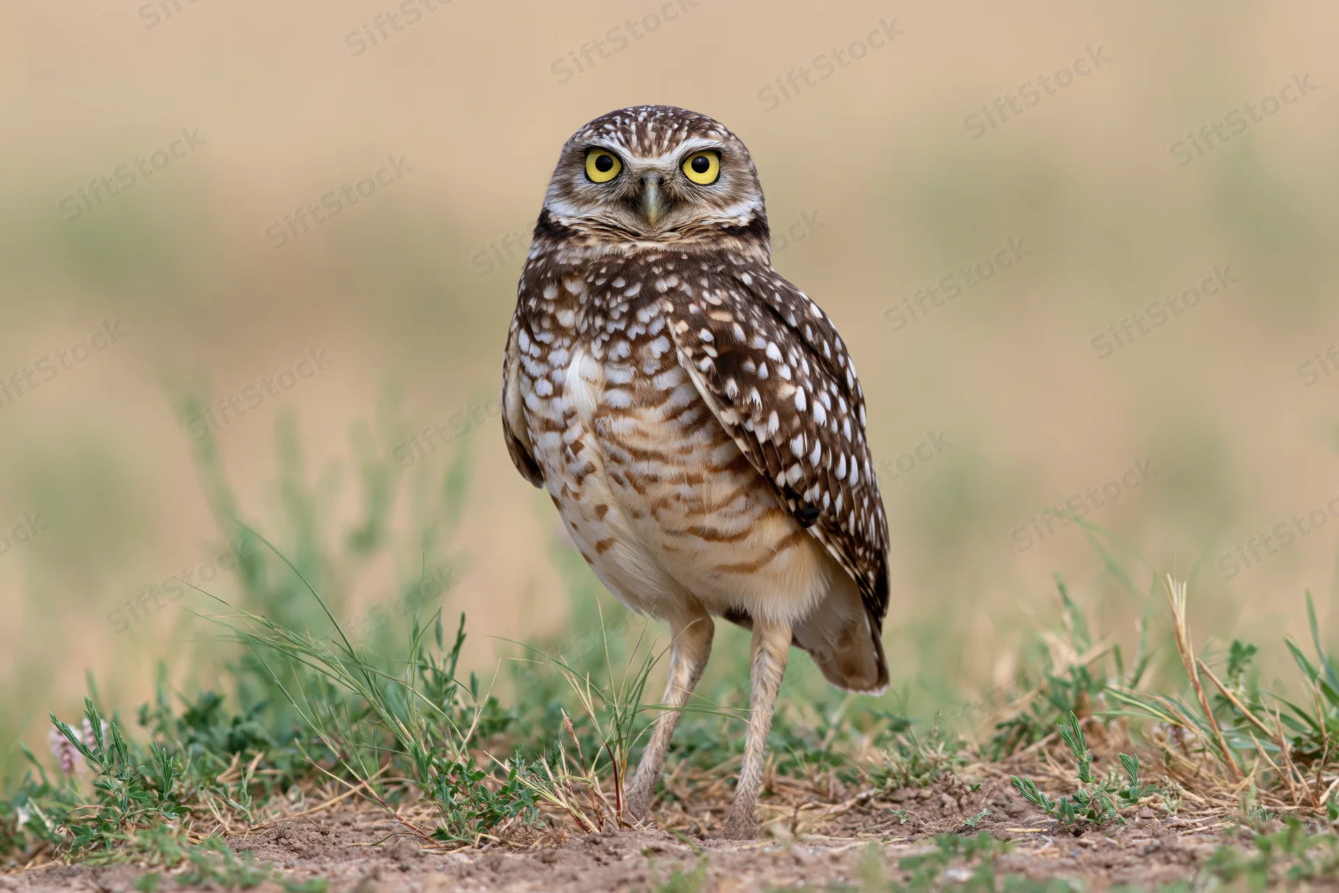 Burrowing owl standing alert on bare ground among low grass