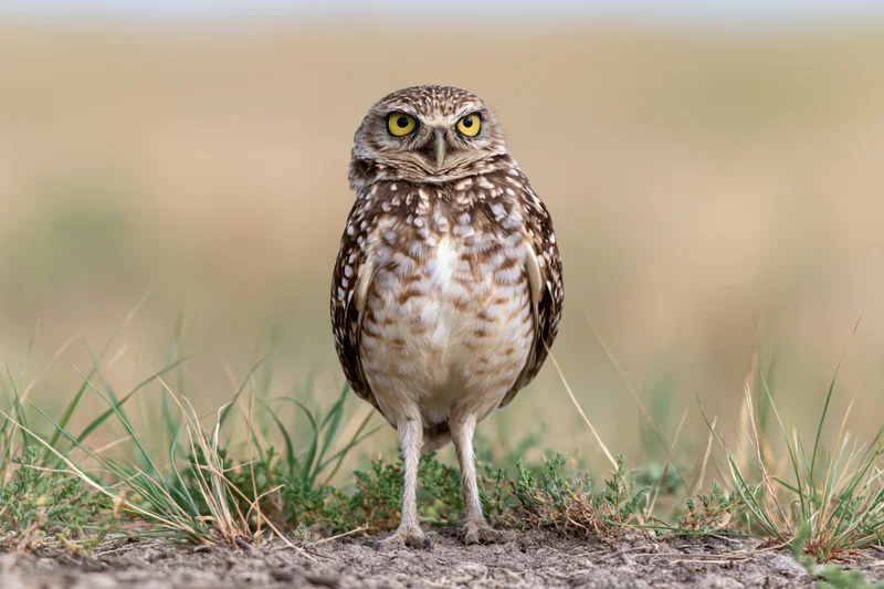 Burrowing owl standing alert on bare ground among low grass