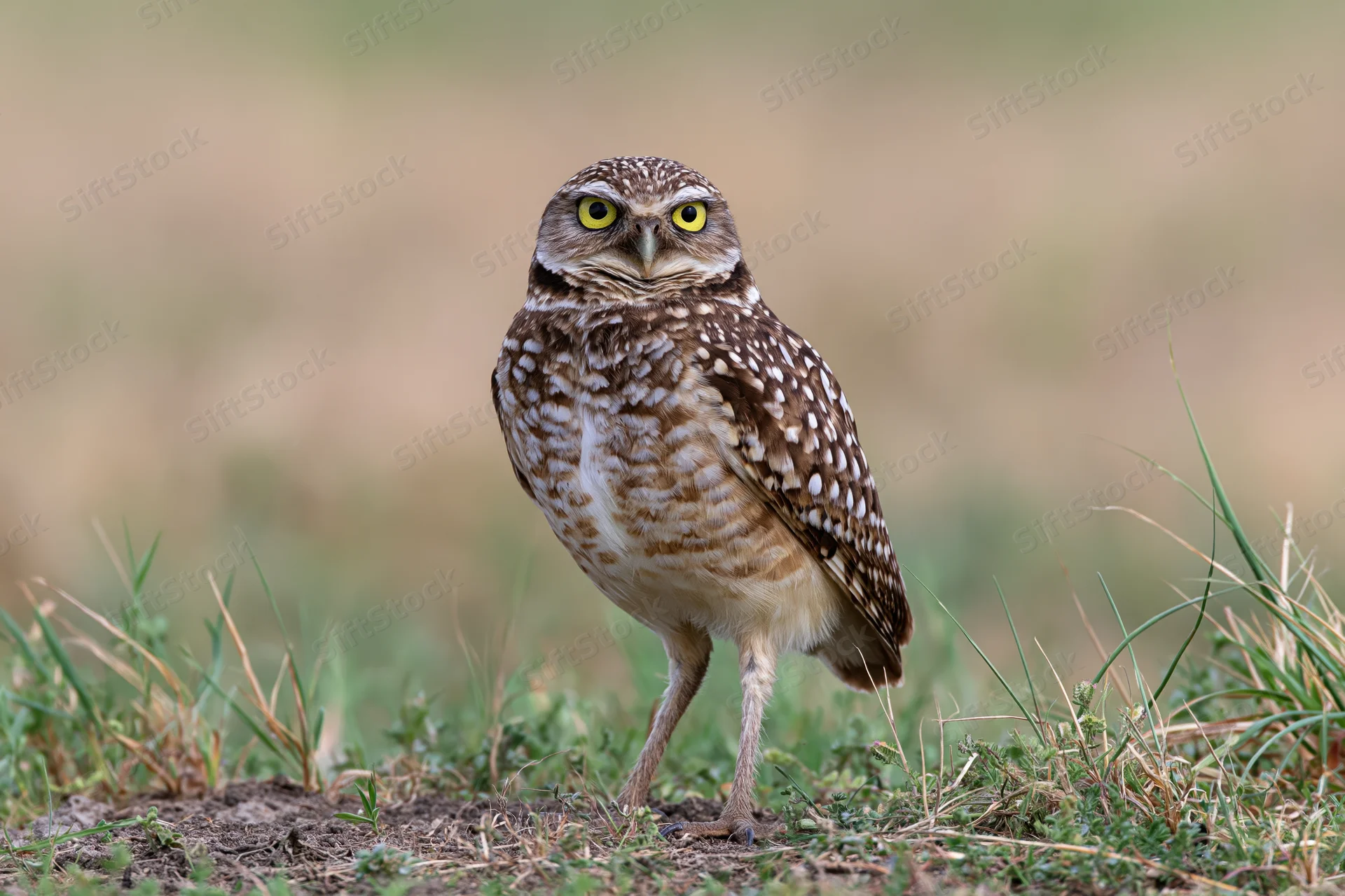 Burrowing owl standing alert on bare ground among low grass