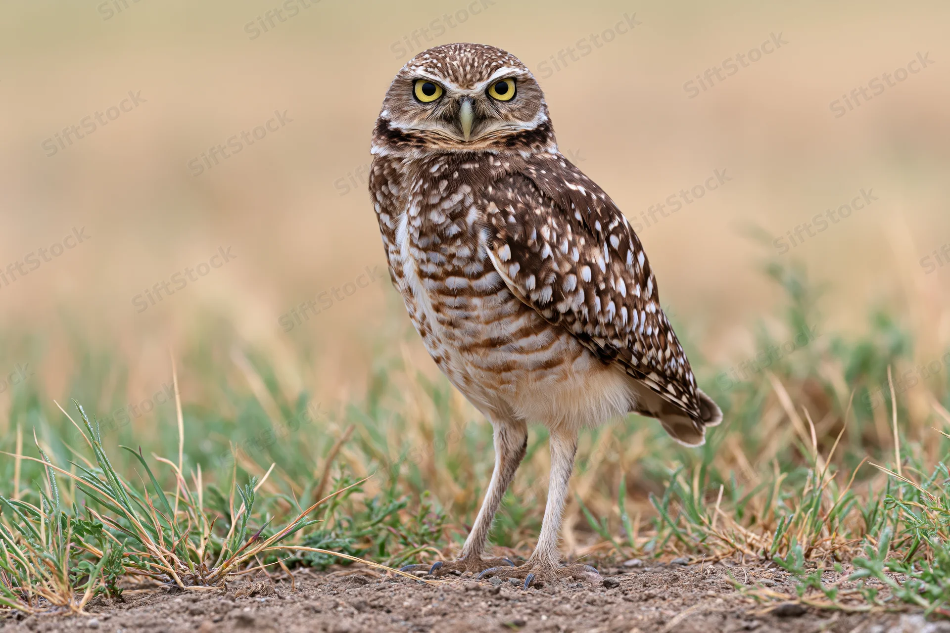 Burrowing owl standing alert on bare ground among low grass
