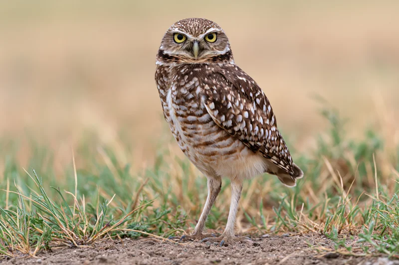 Burrowing owl standing alert on bare ground among low grass