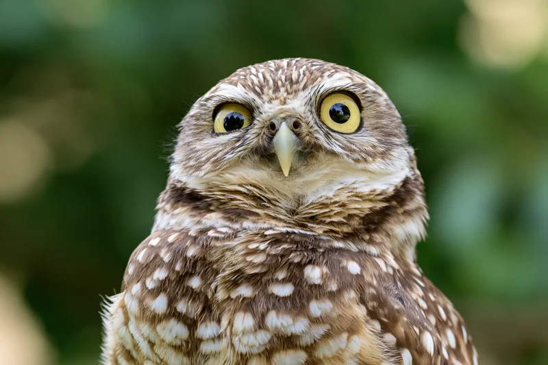 Burrowing owl tilting head sideways with wide yellow eyes in a green outdoor setting