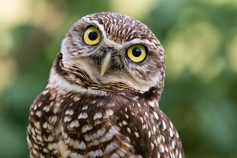 Burrowing owl tilting head sharply while staring directly at camera in natural outdoor setting