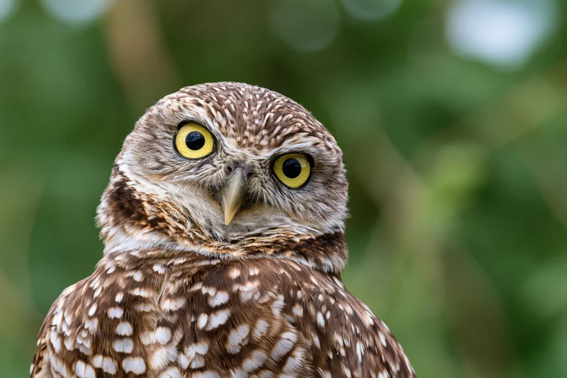 Burrowing owl with bright yellow eyes staring directly at camera in natural green setting