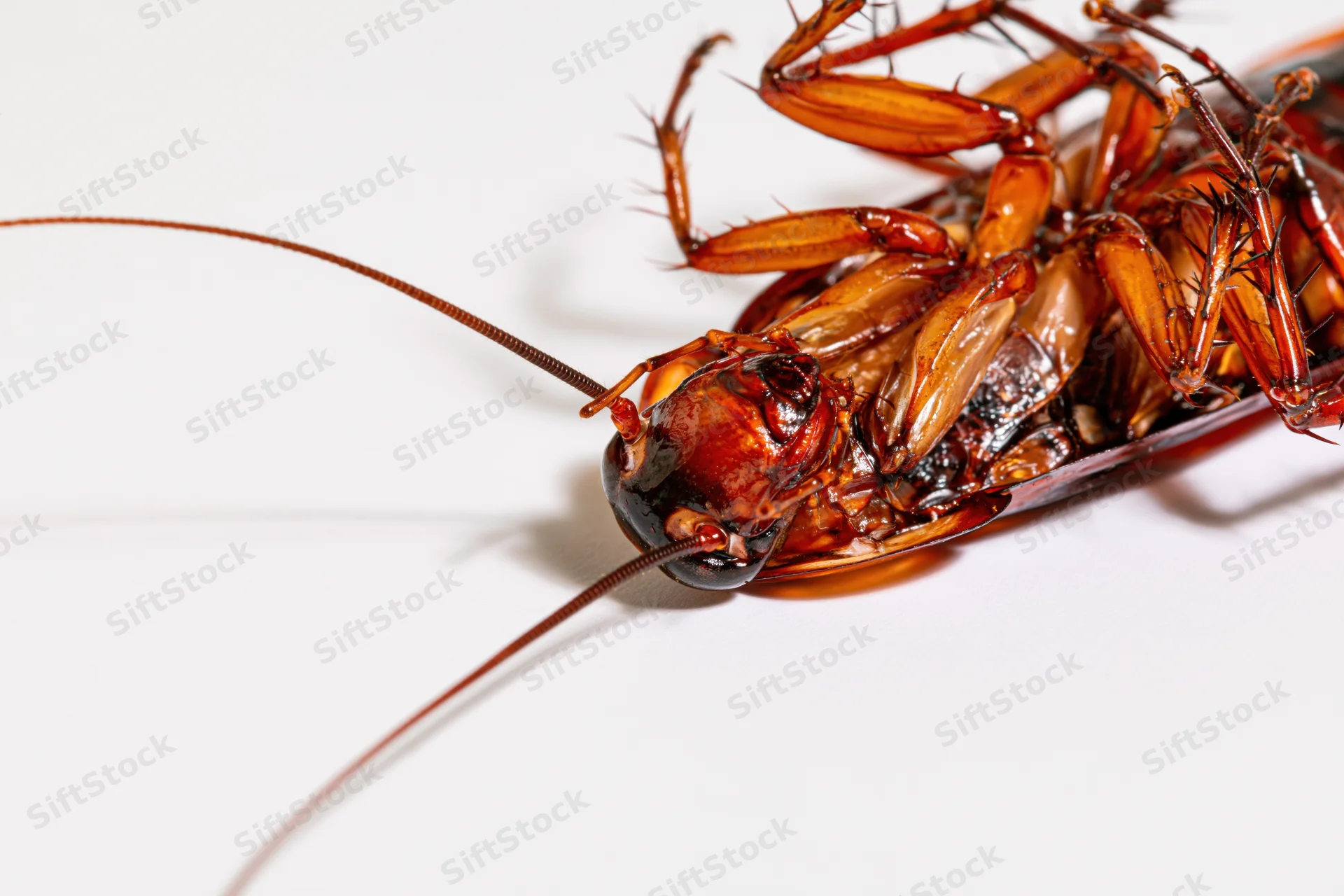 Dead cockroach lying on its back on white surface with long antennae and visible legs and abdomen
