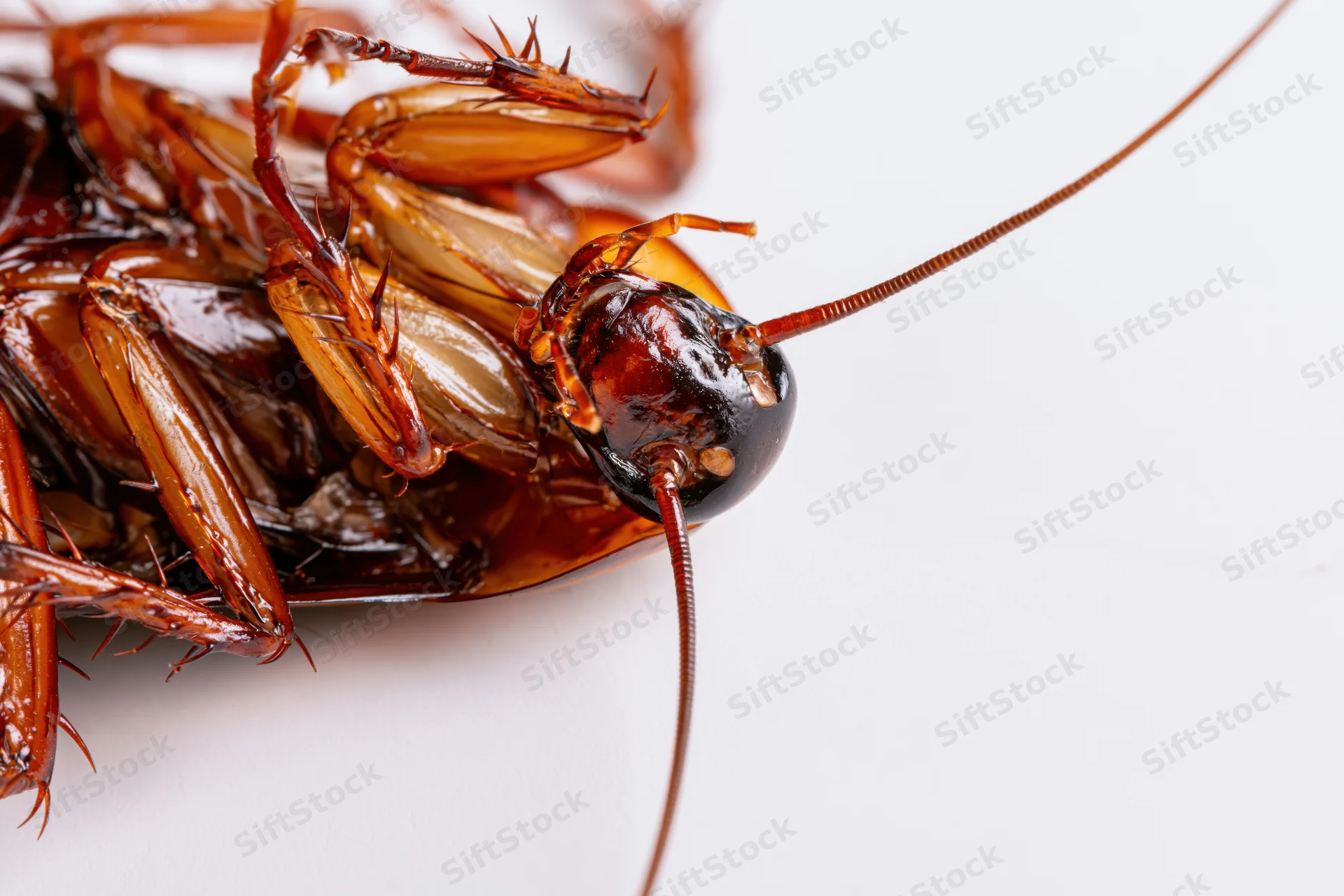 Cockroach lying on its back in close-up macro view on white background