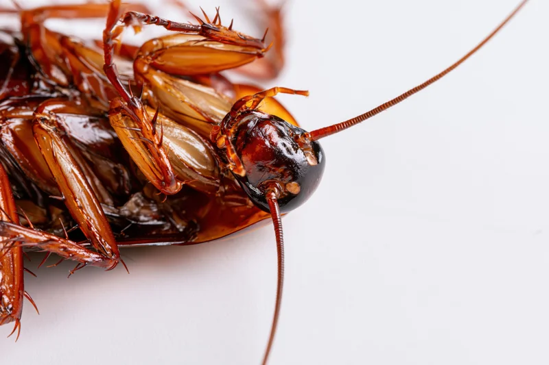 Cockroach lying on its back in close-up macro view on white background