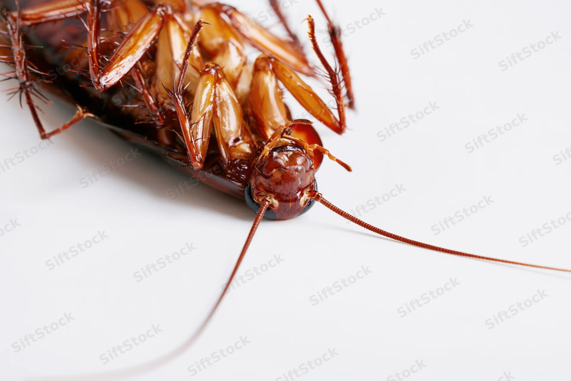 Cockroach lying on its back on a white surface in macro detail