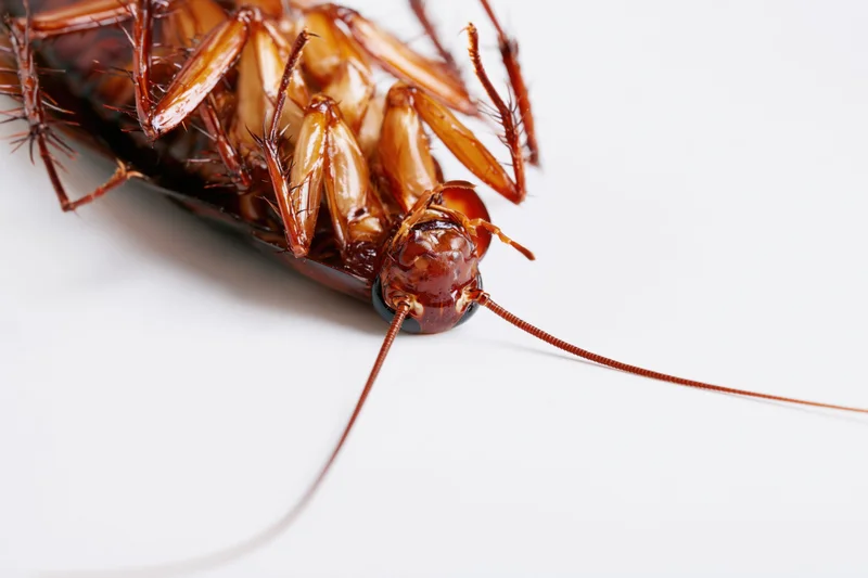 Cockroach lying on its back on a white surface in macro detail