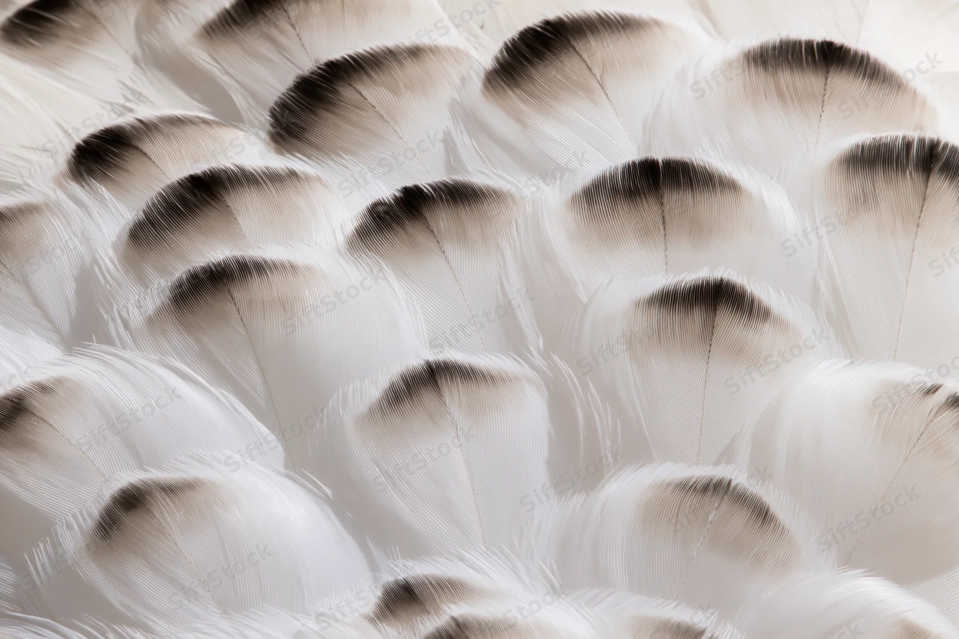 Close-up of white bird feathers densely layered in soft natural light