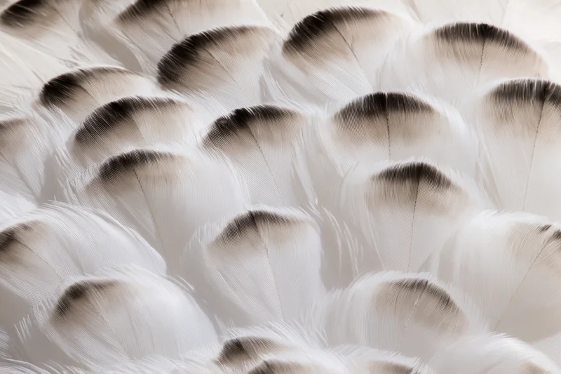 Close-up of white bird feathers densely layered in soft natural light