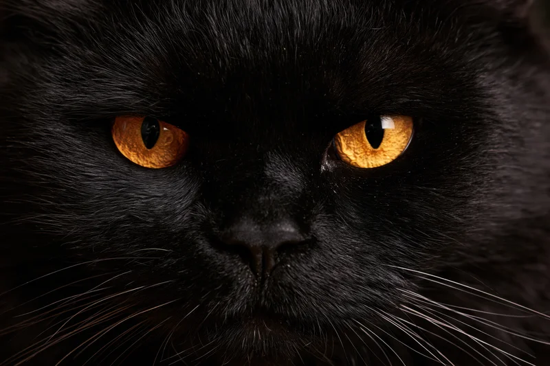 Close-up of a black cat staring directly at the camera with intense orange eyes