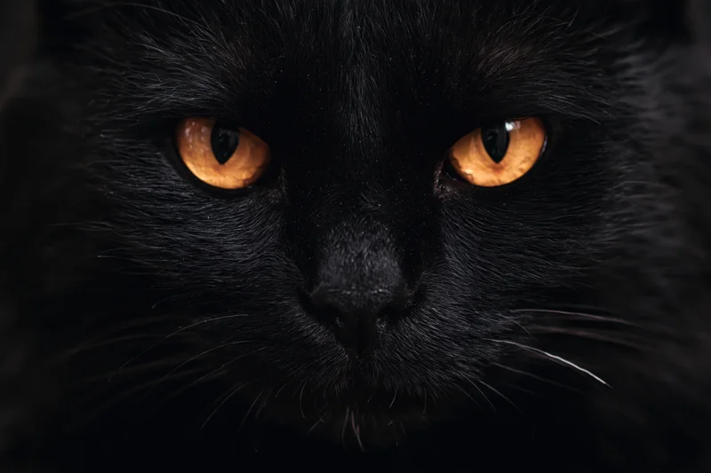 Close-up portrait of a black cat staring directly into the camera with intense orange eyes