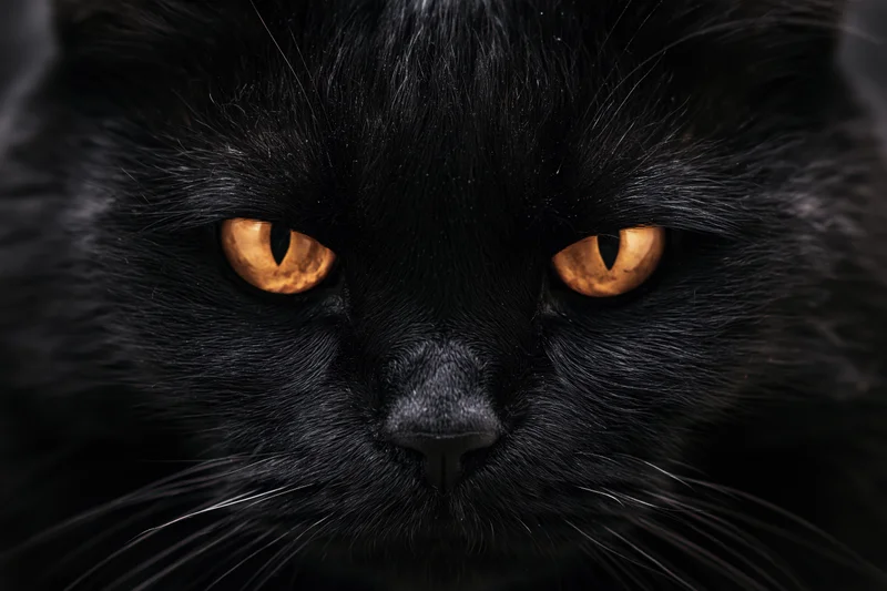 Close-up of a black cat staring directly with intense orange eyes in a dark setting