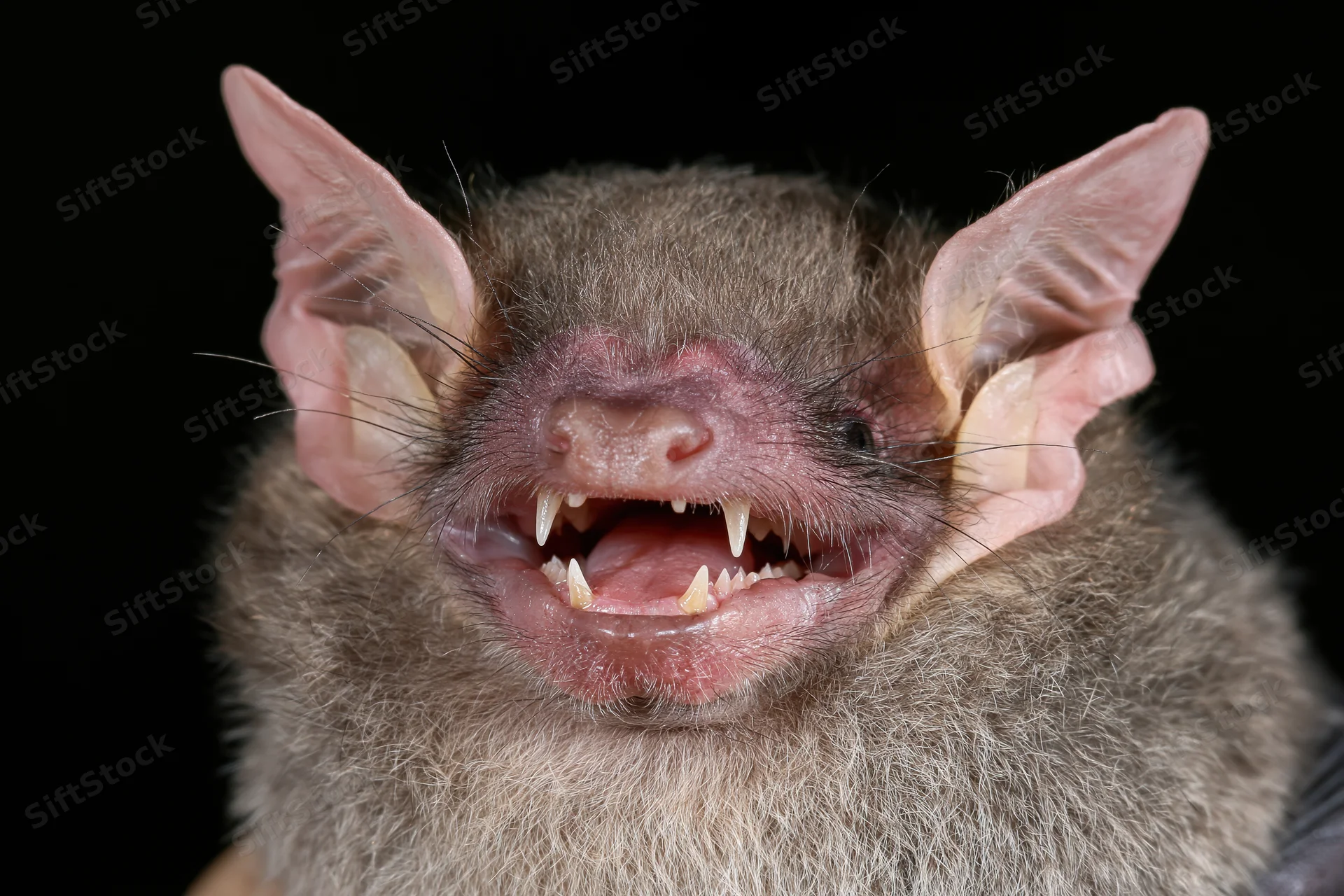 Close-up portrait of a small bat with mouth open showing sharp teeth against black background