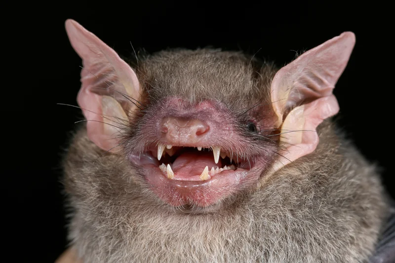 Close-up portrait of a small bat with mouth open showing sharp teeth against black background