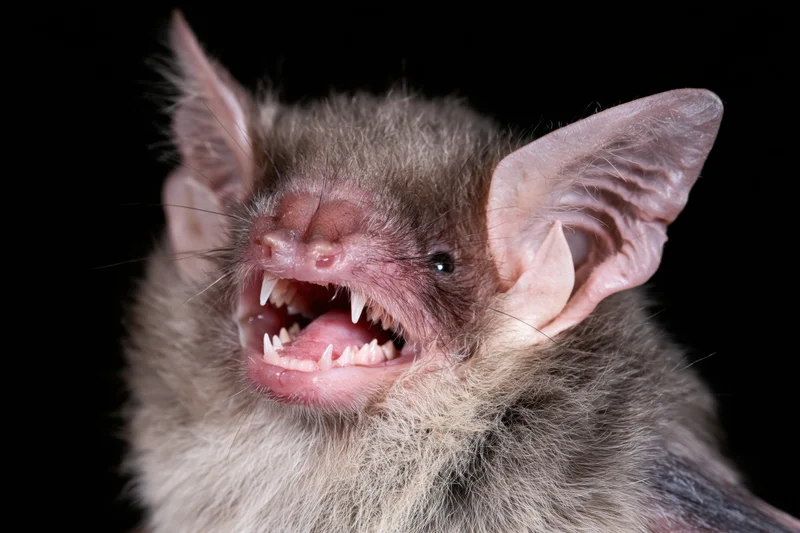 Close-up of a small bat with mouth open showing sharp teeth against black background