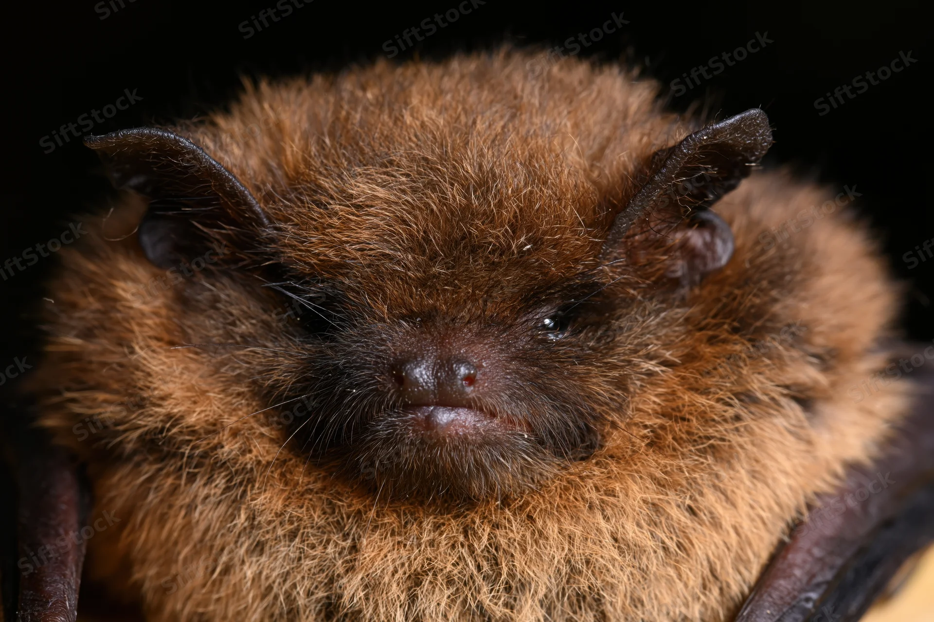 Close-up portrait of a small brown bat resting facing the camera with soft fur and dark eyes against a black background