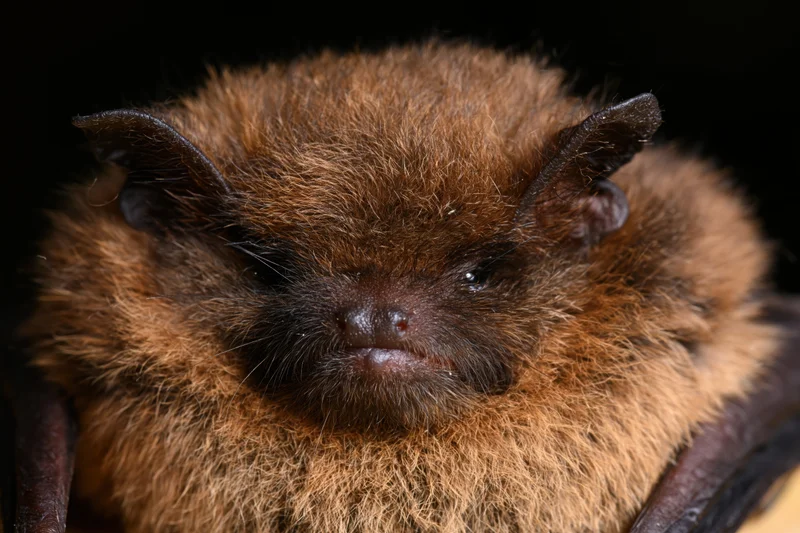 Close-up portrait of a small brown bat resting facing the camera with soft fur and dark eyes against a black background