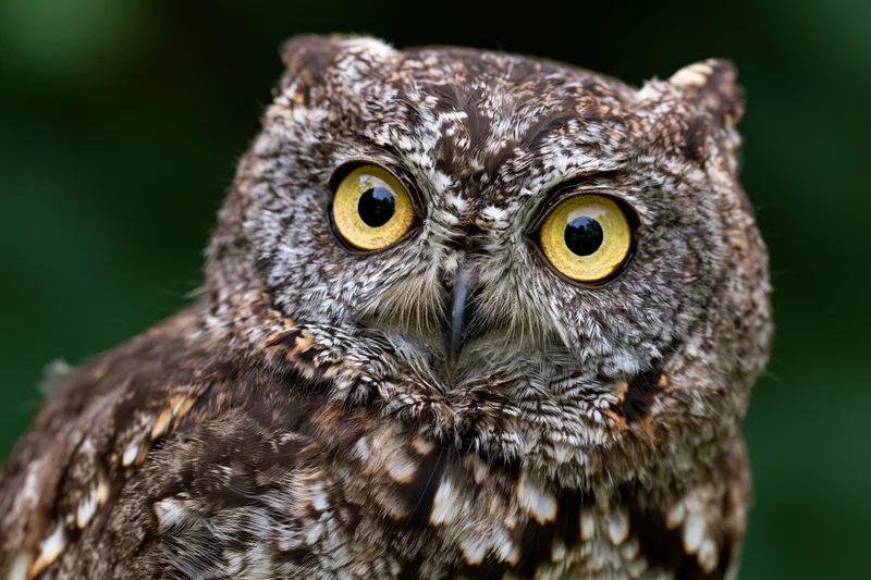 Close-up portrait of an owl facing the camera directly with bright yellow eyes and detailed feathers against a blurred green background