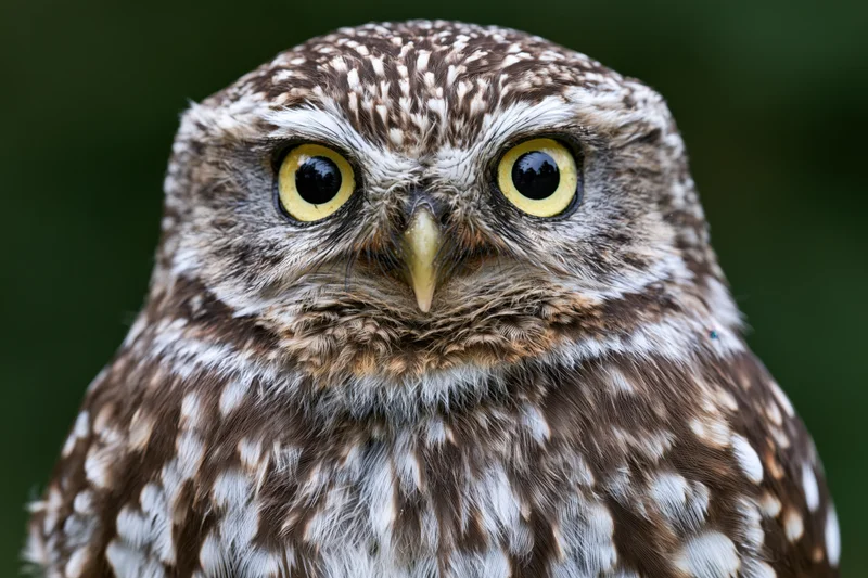 Close-up portrait of a small owl facing the camera directly with bright yellow eyes and mottled brown and white feathers