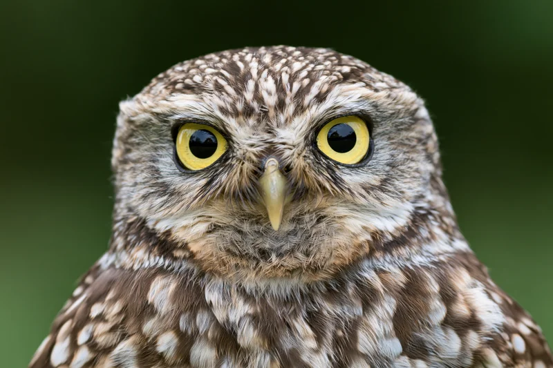 Close-up portrait of a small owl facing the camera directly with bright yellow eyes and mottled brown feathers against a blurred green background